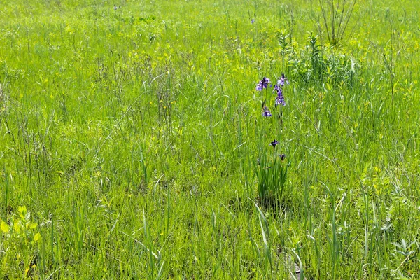 Vilda Blå Iris Blommor — Stockfoto