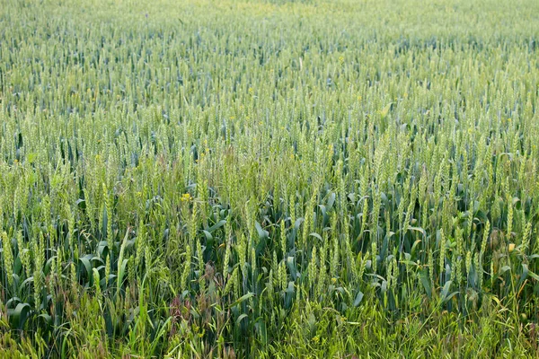 绿小麦田 — 图库照片