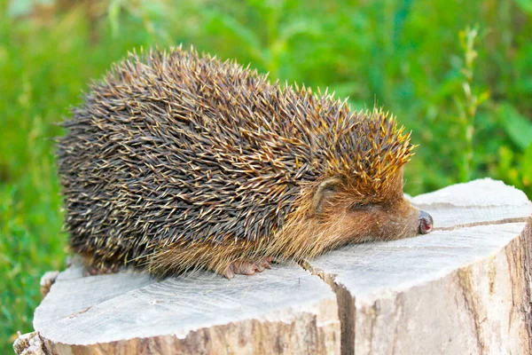 Hedgehog Log — Stock Photo, Image