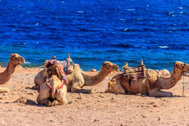 Camels on the shore of the Red Sea in the Gulf of Aqaba. Dahab, Egypt