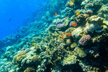 Mavi lagün 'deki Kızıl Deniz' deki mercan resifinde farklı tropikal balıklar, Mısır 'daki Sina yarımadası.