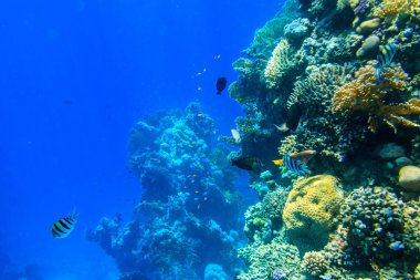 Kızıl Deniz 'deki mercan resiflerinde farklı tropikal balıklar Ras Mohammed ulusal parkında, Sina yarımadasında Mısır' da.