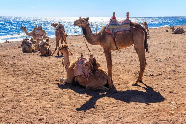 Cammelli Sulla Riva Del Mar Rosso Nel Golfo Aqaba Dahab — Foto Stock