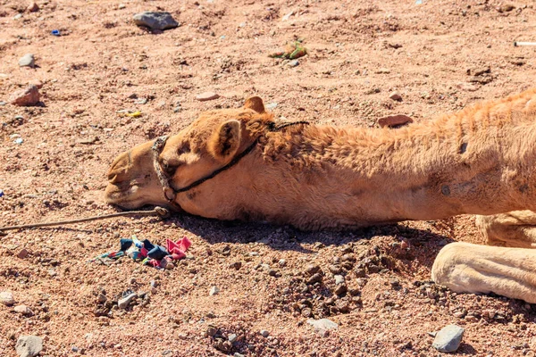 Camello Desierto Primer Plano —  Fotos de Stock