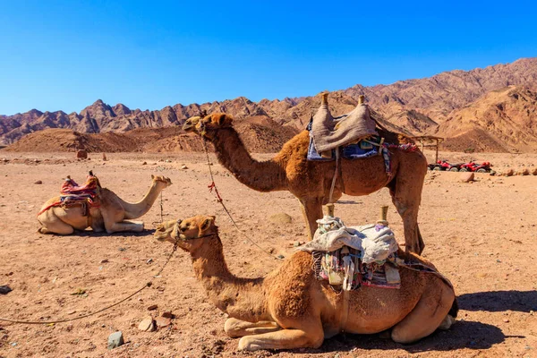 Cammelli Con Sella Beduina Tradizionale Nel Deserto Del Sinai Egitto — Foto Stock