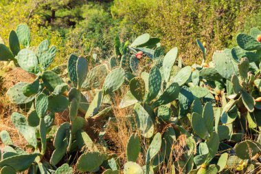 Bir bahçede dikenli armut kaktüsü (Opuntia ficus-indica)