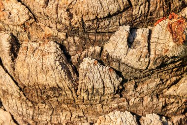 Arkaplan için palmiye ağacı kabuğu dokusu