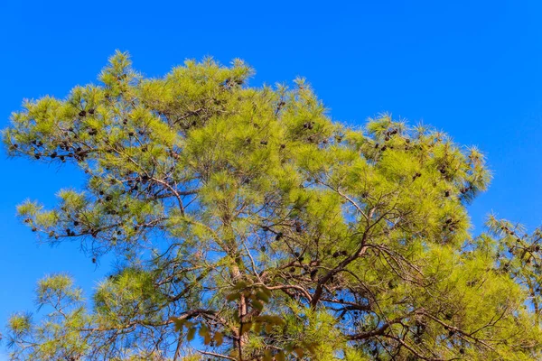 Pino Turco Pinus Brutia Contra Cielo Azul —  Fotos de Stock
