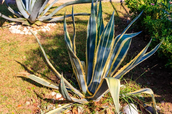 Agave Tequilana Commonly Called Blue Agave Agave Azul Tequila Agave — Stock Photo, Image