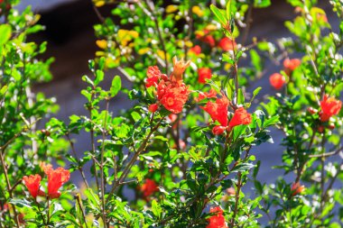 Nar ağacının dalları (Punica granatumu) parlak kırmızı çiçeklerle