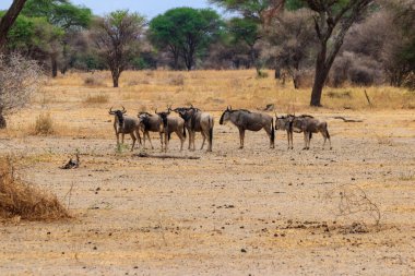 Tarangire Ulusal Parkı, Tanzanya 'da mavi antilop sürüsü (Connochaetes taurinus)