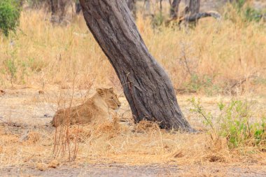 Yetişkin dişi aslan (Panthera leo), Tanzanya 'daki Tarangire ulusal parkında bir ağacın altında dinleniyor.