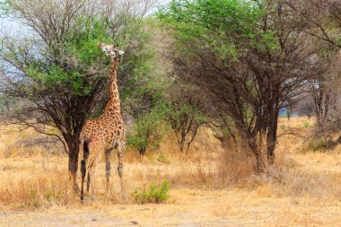 Tarangire Ulusal Parkı, Tanzanya 'daki Savana' da zürafa. Tanzanya 'nın vahşi doğası, Doğu Afrika