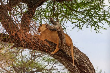 Yetişkin dişi aslan (Panthera leo), Tanzanya 'daki Tarangire Ulusal Parkı' nda bir ağacın üzerinde yatıyor.