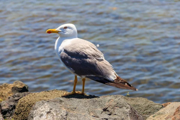 Portrait Seagull Black Sea — Stock Photo, Image