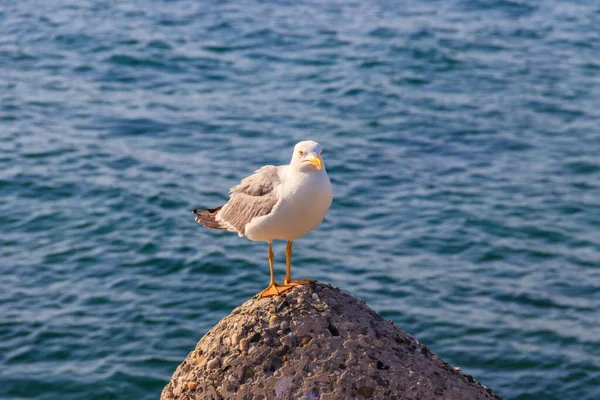 海鸥对黑海的肖像 — 图库照片