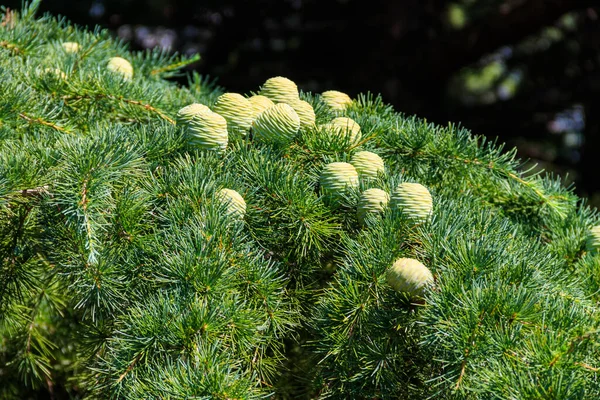 Young Cones Growing Branch Cedar Tree Cedrus Libani Cedar Lebanon — Stock Photo, Image
