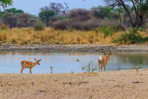 Impala Aepyceros Melampus Waterplaats Het Nationaal Park Tarangire Tanzania — Stockfoto