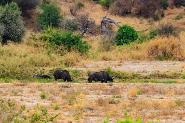 Hjord Afrikansk Buffel Eller Cape Buffalo Syncerus Caffer Ngorongoro Crater — Stockfoto