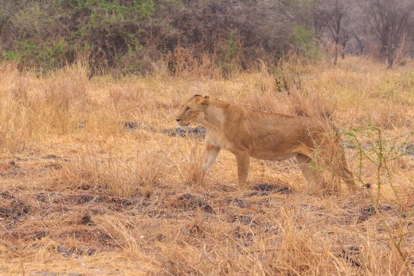 Leeuwin Panthera Leo Wandelen Het Nationale Park Tarangire Tanzania — Stockfoto