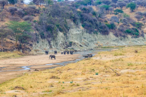 Tarangire Ulusal Parkı Tanzanya Daki Tarangire Nehri Nde Afrika Filleri — Stok fotoğraf