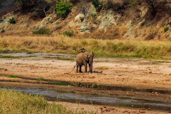Tarangire Ulusal Parkı Tanzanya Daki Tarangire Nehri Ndeki Afrika Fili — Stok fotoğraf