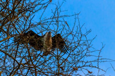 Marabut leyleği (Leptoptilos crumeniferus) bir ağacın üzerinde