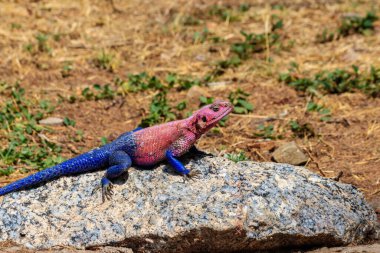 Erkek mwanza düz başlı kaya agama (Agama mwanzae) ya da Tanzanya 'daki Serengeti Ulusal Parkı' nda bir taşın üzerindeki Örümcek Adam agaması