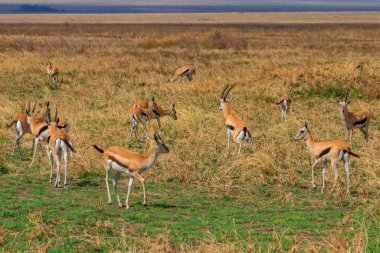 Tanzanya 'daki Serengeti Ulusal Parkı' nda Thomson ceylanı sürüsü (Eudorcas thomsonii). Afrika 'nın vahşi yaşamı