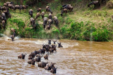 Serengeti Ulusal Parkı, Tanzanya 'daki Mara Nehri' ni geçen antiloplar. Büyük göç