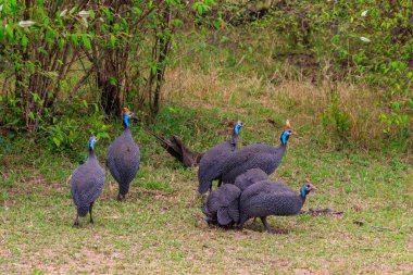 Serengeti Milli Parkı, Tanzanya 'daki yeşil çayır üzerinde miğferli guinafowl (Numida meleagris)