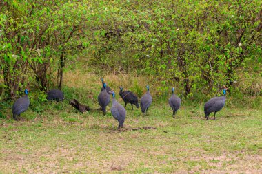 Serengeti Milli Parkı, Tanzanya 'daki yeşil çayır üzerinde miğferli guinafowl (Numida meleagris)