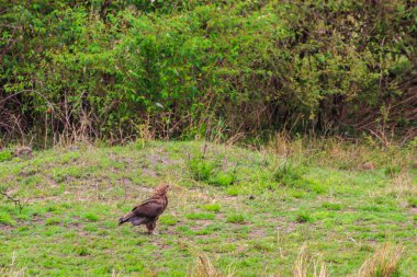 Tawny Eagle (Aquila rapax) Serengeti Ulusal Parkı, Tanzanya 'da çayırda yürüyor