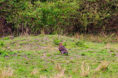 Tawny Eagle (Aquila rapax) Serengeti Ulusal Parkı, Tanzanya 'da çayırda yürüyor