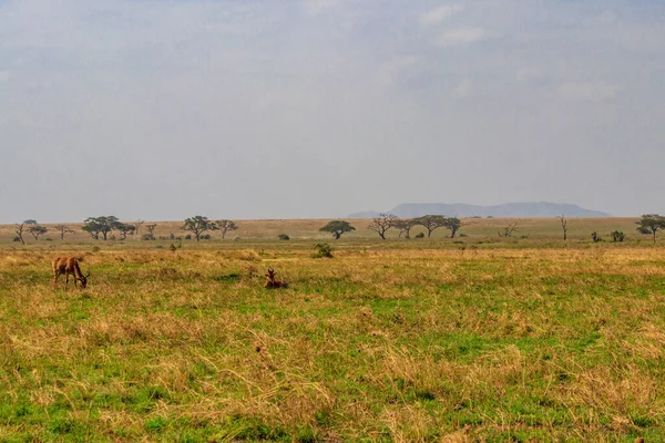 Hartebeest Coque Alcelaphus Buselaphus Cokii Kongoni Parque Nacional Serengeti Tanzania — Foto de Stock