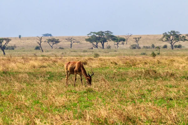 Coke Hartebeest Alcelaphus Buselaphus Cokii Kongoni Serengeti National Park Tanzania — Stock Photo, Image
