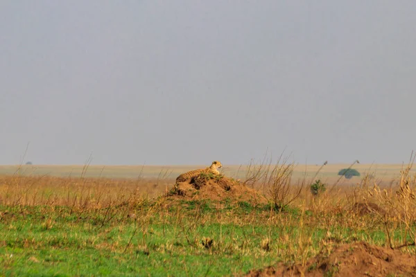 Cheetah Acinonyx Jubatus Termite Mound Savanna Serengeti National Park Tanzania — Stock Photo, Image
