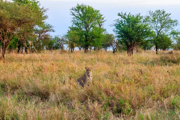 Afrikaanse Luipaard Panthera Pardus Pardus Zittend Gras Serengeti National Park — Stockfoto