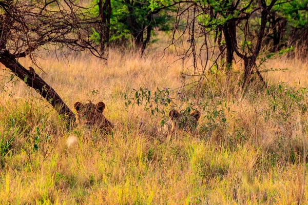 Twee Leeuwinnen Panthera Leo Rustend Onder Een Boom Serengeti National — Stockfoto