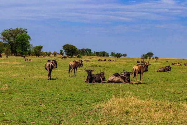 Herd Blue Wildebeest Connochaetes Taurinus Savannah Serengeti National Park Tanzania — Stok fotoğraf