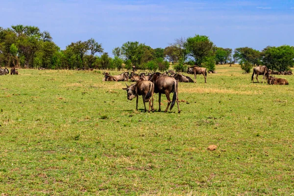 Herd Blue Wildebeest Connochaetes Taurinus Savannah Serengeti National Park Tanzania — Foto de Stock