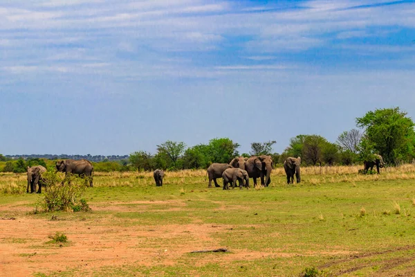 Herd African Elephants Savanna Serengeti National Park Tanzania — Zdjęcie stockowe