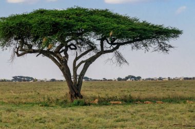 Serengeti Milli Parkı, Tanzanya 'da savanda bir ağacın altındaki aslan sürüsü (Panthera leo)