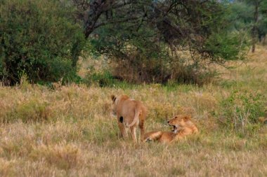 Serengeti Milli Parkı, Tanzanya 'da iki dişi aslan (Panthera leo) oynuyor.