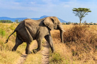 Afrika fili Tanzanya 'daki Serengeti Ulusal Parkı' nda savanda karşıdan karşıya geçiyor.