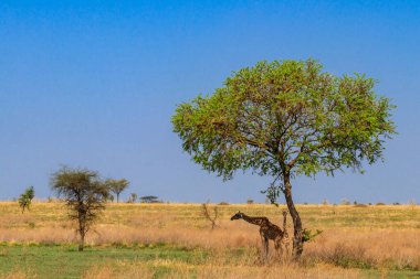 Anne ve bebek zürafa (Giraffa camelopardalis) Tanzanya 'daki Serengeti Ulusal Parkı' nda