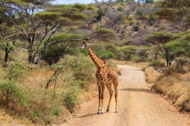 Tanzanya 'daki Serengeti Ulusal Parkı' nda bir yolda duran zürafa. Tanzanya 'nın vahşi doğası, Doğu Afrika