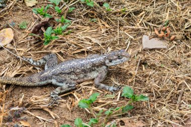 Female mwanza flat-headed rock agama (Agama mwanzae) or the Spider-Man agama on ground in Serengeti  National Park, Tanzania