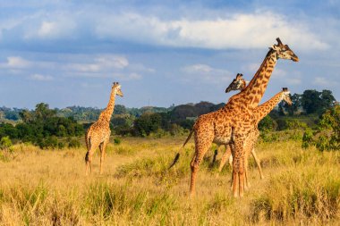 Group of giraffes walking in Ngorongoro Conservation Area in Tanzania. Wildlife of Africa