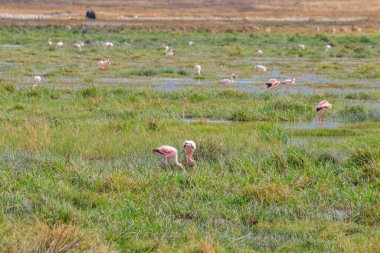 Tanzanya 'daki Ngorongoro krater ulusal parkında küçük flamingo (Phoeniconaias minor). Afrika 'nın vahşi yaşamı